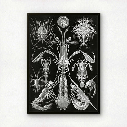 Ernst Haeckel Art Print | Plate 76: Alima | Quality Vintage Wall Art Poster