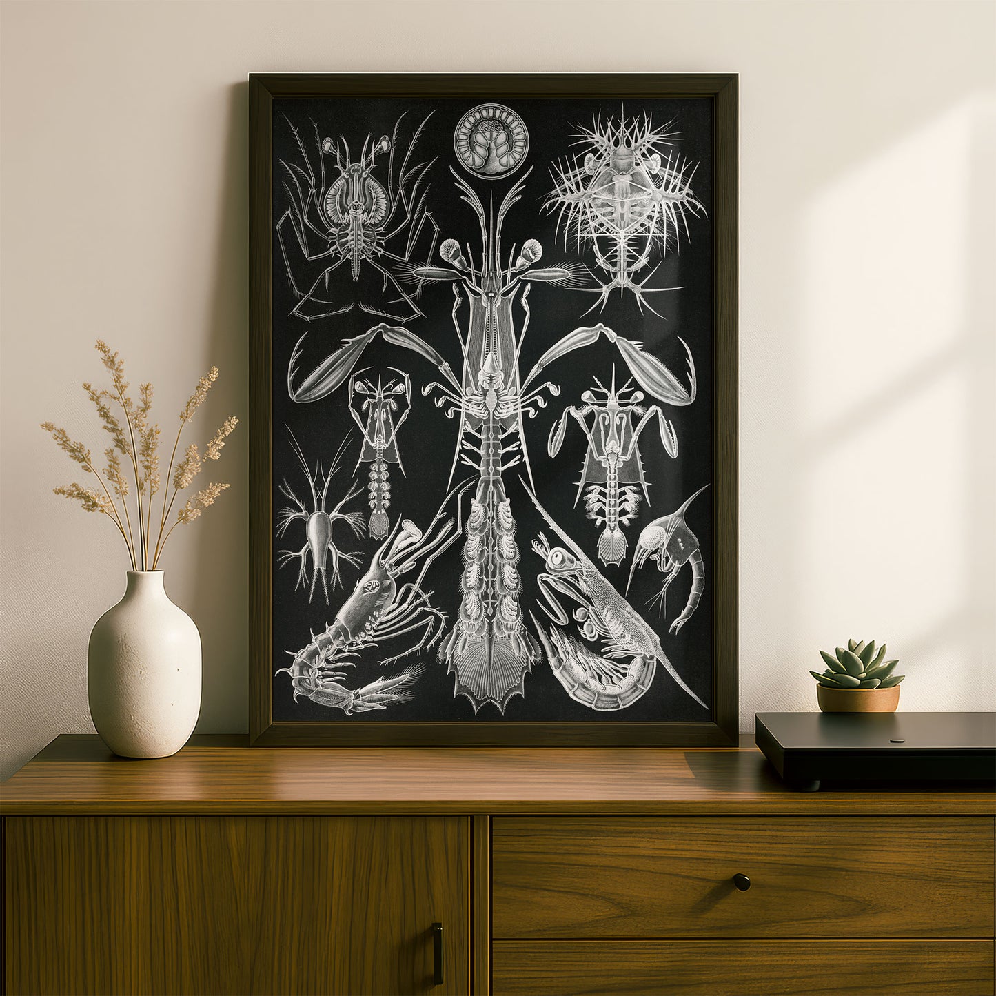 Ernst Haeckel Art Print | Plate 76: Alima | Quality Vintage Wall Art Poster