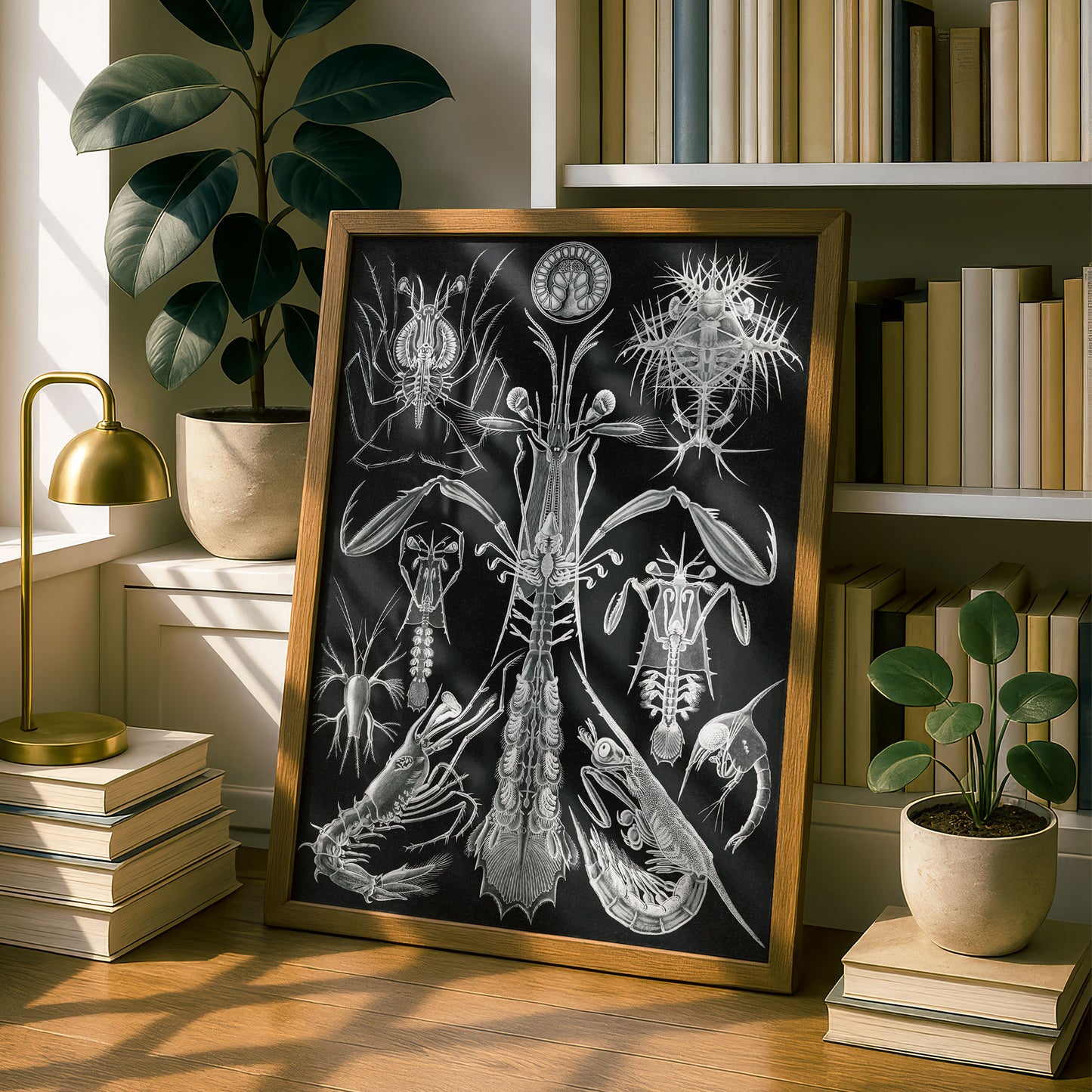 Ernst Haeckel Art Print | Plate 76: Alima | Quality Vintage Wall Art Poster