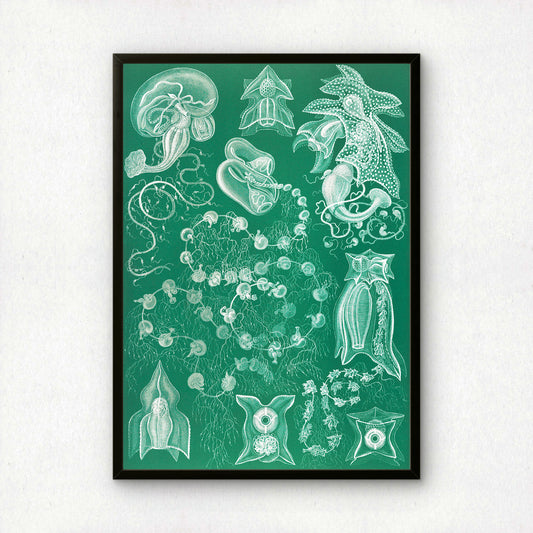 Ernst Haeckel Art Print | Plate 77: Bassia | Quality Vintage Wall Art Poster