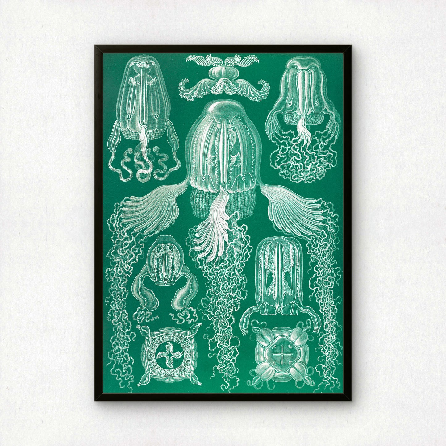 Ernst Haeckel Art Print | Plate 78: Charybdea | Vintage Wall Art Poster