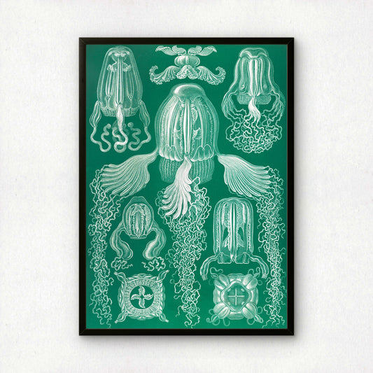 Ernst Haeckel Art Print | Plate 78: Charybdea | Vintage Wall Art Poster