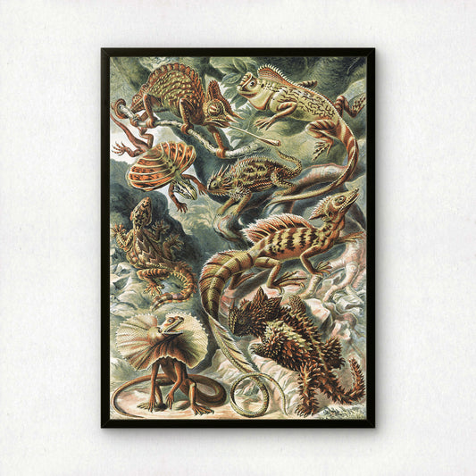 Ernst Haeckel Art Print | Plate 79: Basiliscus | Vintage Wall Art Poster