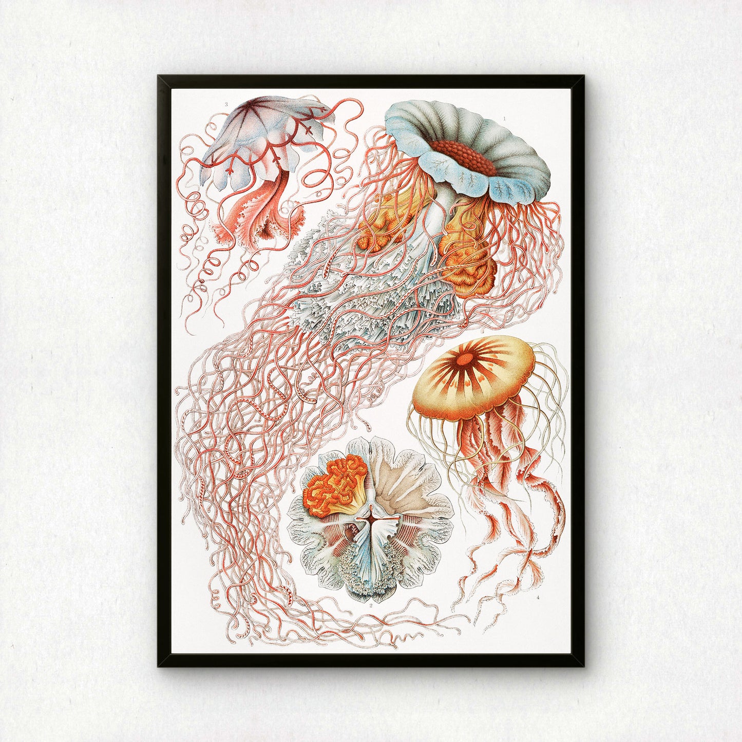 Ernst Haeckel Art Print | Plate 8: Desmonema | Vintage Wall Art Poster