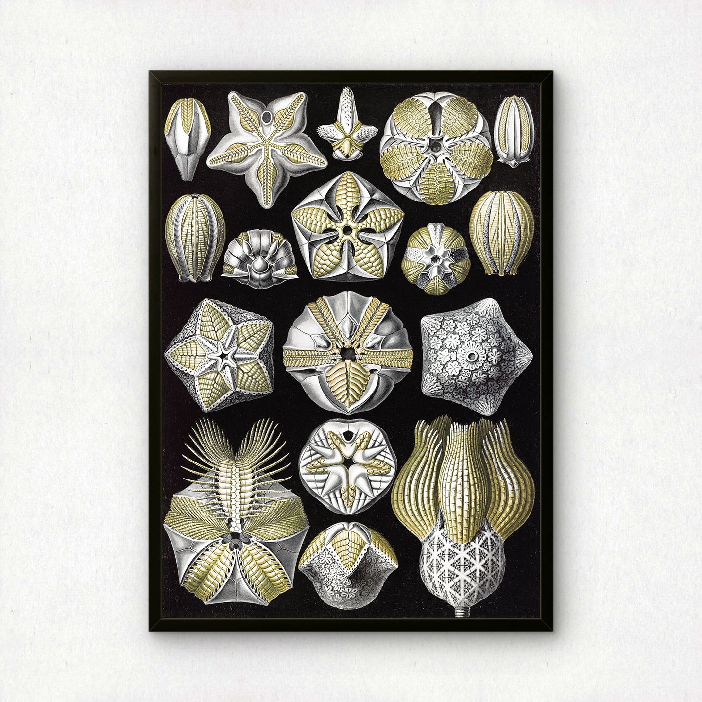 Ernst Haeckel Art Print | Plate 80: Pentremites | Vintage Wall Art Poster