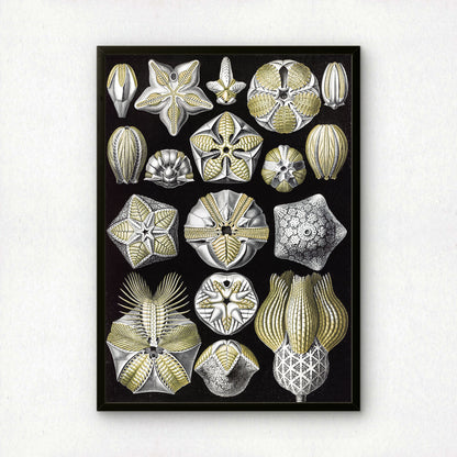 Ernst Haeckel Art Print | Plate 80: Pentremites | Vintage Wall Art Poster