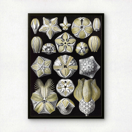 Ernst Haeckel Art Print | Plate 80: Pentremites | Vintage Wall Art Poster