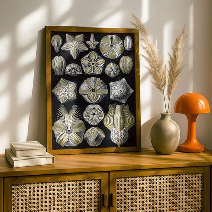 Ernst Haeckel Art Print | Plate 80: Pentremites | Vintage Wall Art Poster