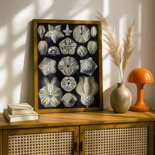 Ernst Haeckel Art Print | Plate 80: Pentremites | Vintage Wall Art Poster