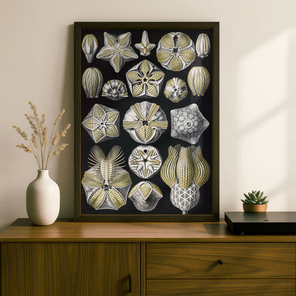 Ernst Haeckel Art Print | Plate 80: Pentremites | Vintage Wall Art Poster