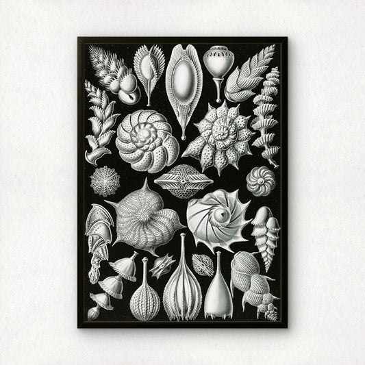 Ernst Haeckel Art Print | Plate 81: Lagena | Quality Vintage Wall Art Poster