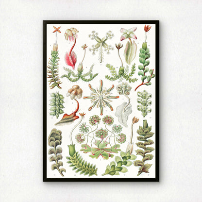 Ernst Haeckel Art Print | Plate 82: Marchantia | Vintage Wall Art Poster