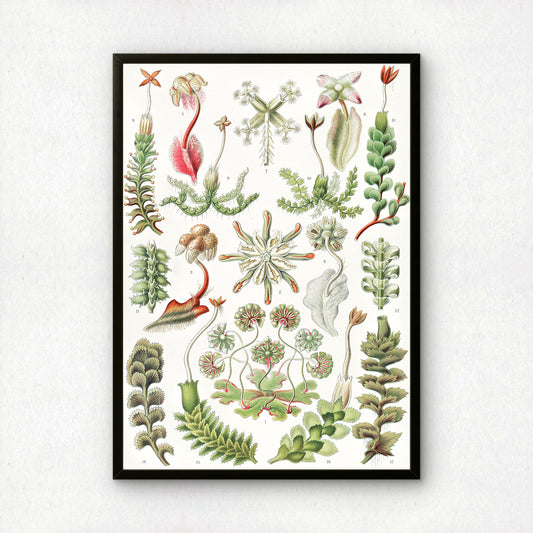 Ernst Haeckel Art Print | Plate 82: Marchantia | Vintage Wall Art Poster