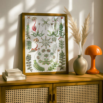 Ernst Haeckel Art Print | Plate 82: Marchantia | Vintage Wall Art Poster