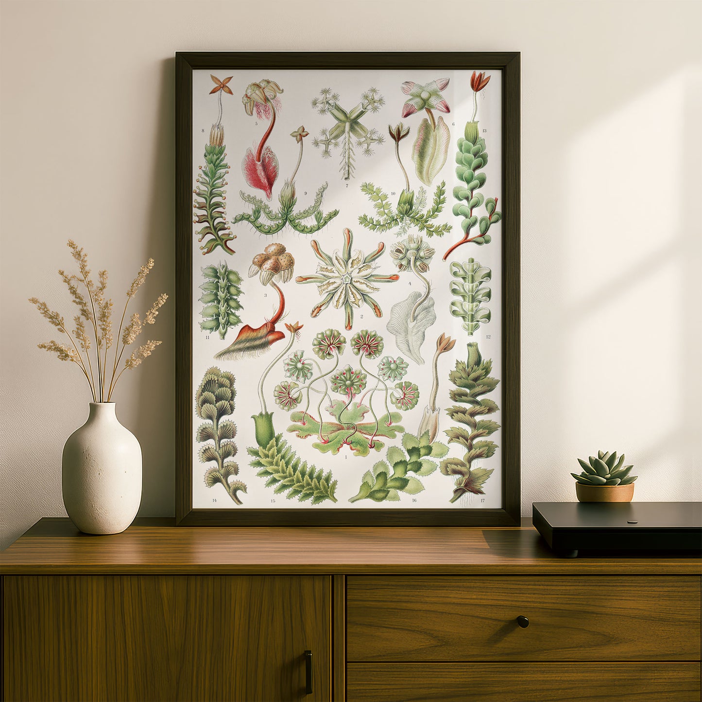 Ernst Haeckel Art Print | Plate 82: Marchantia | Vintage Wall Art Poster