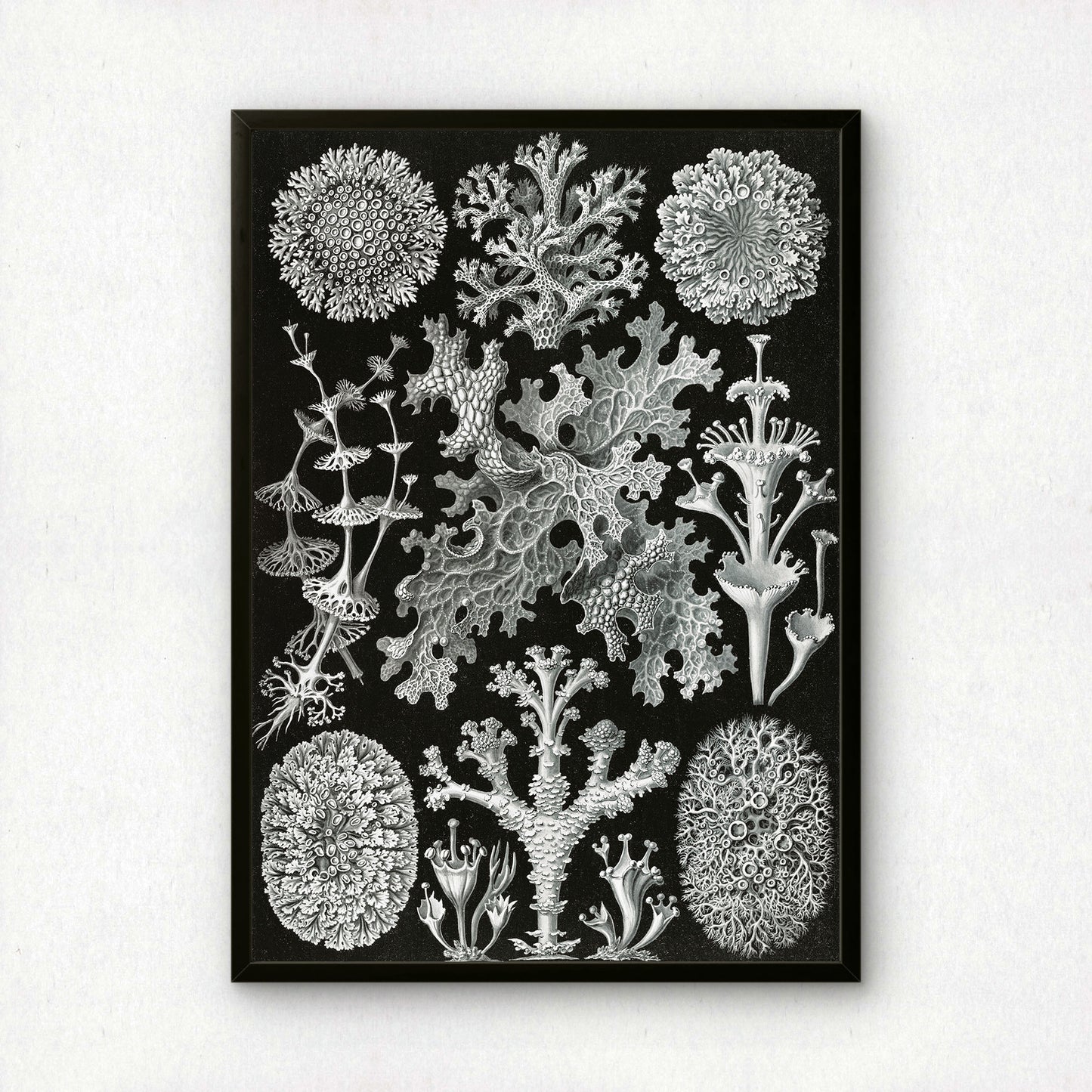 Ernst Haeckel Art Print | Plate 83: Cladonia | Vintage Wall Art Poster