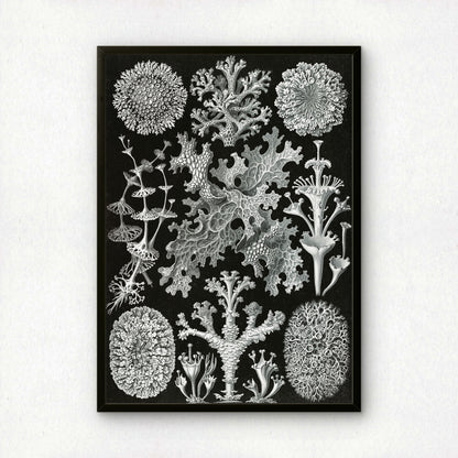 Ernst Haeckel Art Print | Plate 83: Cladonia | Vintage Wall Art Poster