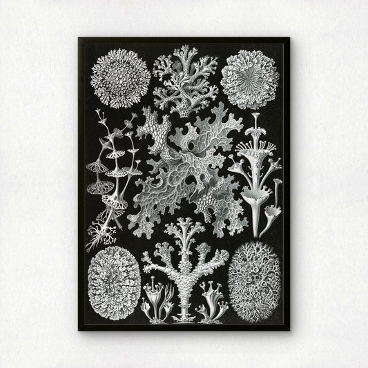 Ernst Haeckel Art Print | Plate 83: Cladonia | Vintage Wall Art Poster