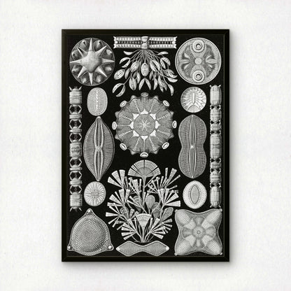 Ernst Haeckel Art Print | Plate 84: Navicula | Quality Vintage Wall Art Poster