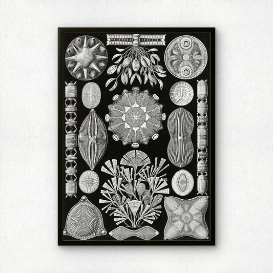 Ernst Haeckel Art Print | Plate 84: Navicula | Quality Vintage Wall Art Poster