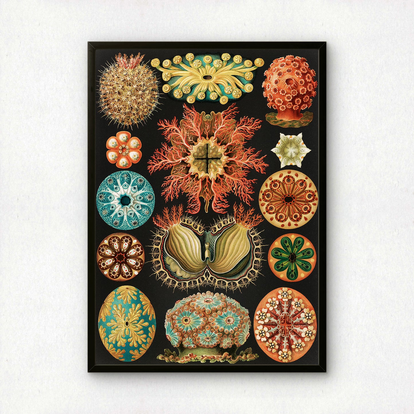 Ernst Haeckel Art Print | Plate 85: Cynthia | Quality Vintage Wall Art Poster