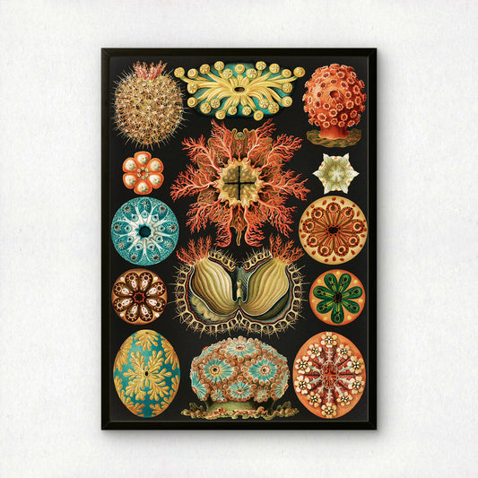 Ernst Haeckel Art Print | Plate 85: Cynthia | Quality Vintage Wall Art Poster