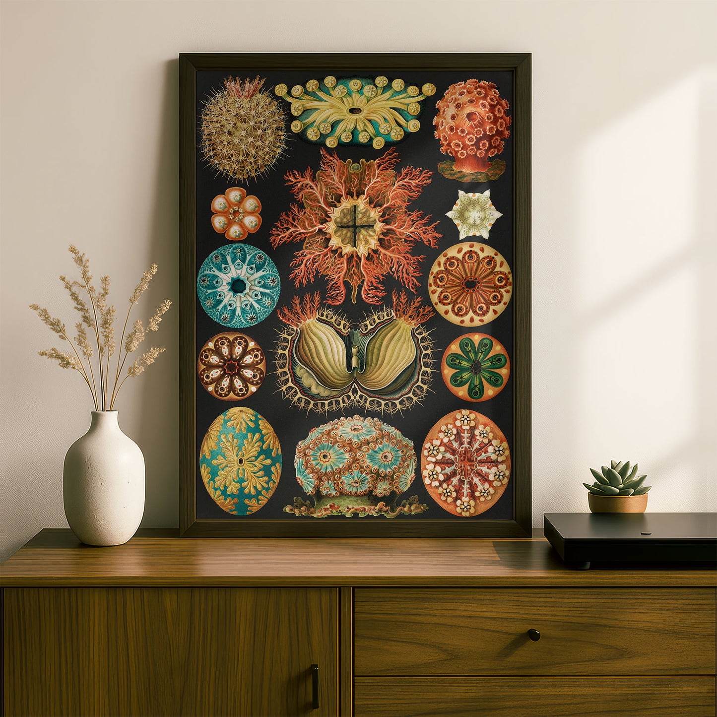 Ernst Haeckel Art Print | Plate 85: Cynthia | Quality Vintage Wall Art Poster