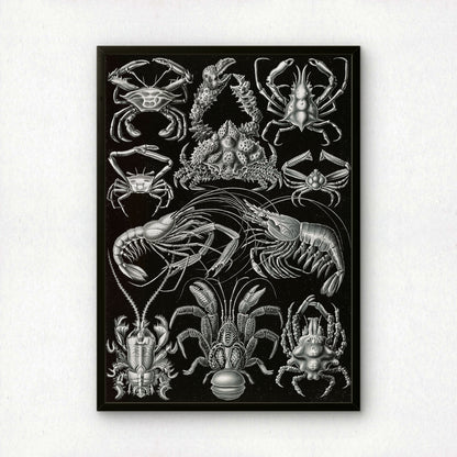 Ernst Haeckel Art Print | Plate 86: Parthenope | Vintage Wall Art Poster