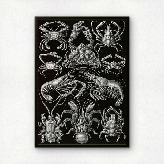 Ernst Haeckel Art Print | Plate 86: Parthenope | Vintage Wall Art Poster