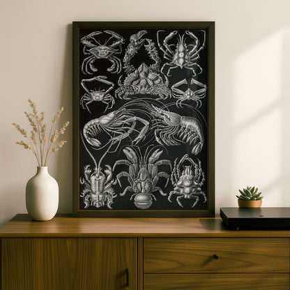 Ernst Haeckel Art Print | Plate 86: Parthenope | Vintage Wall Art Poster