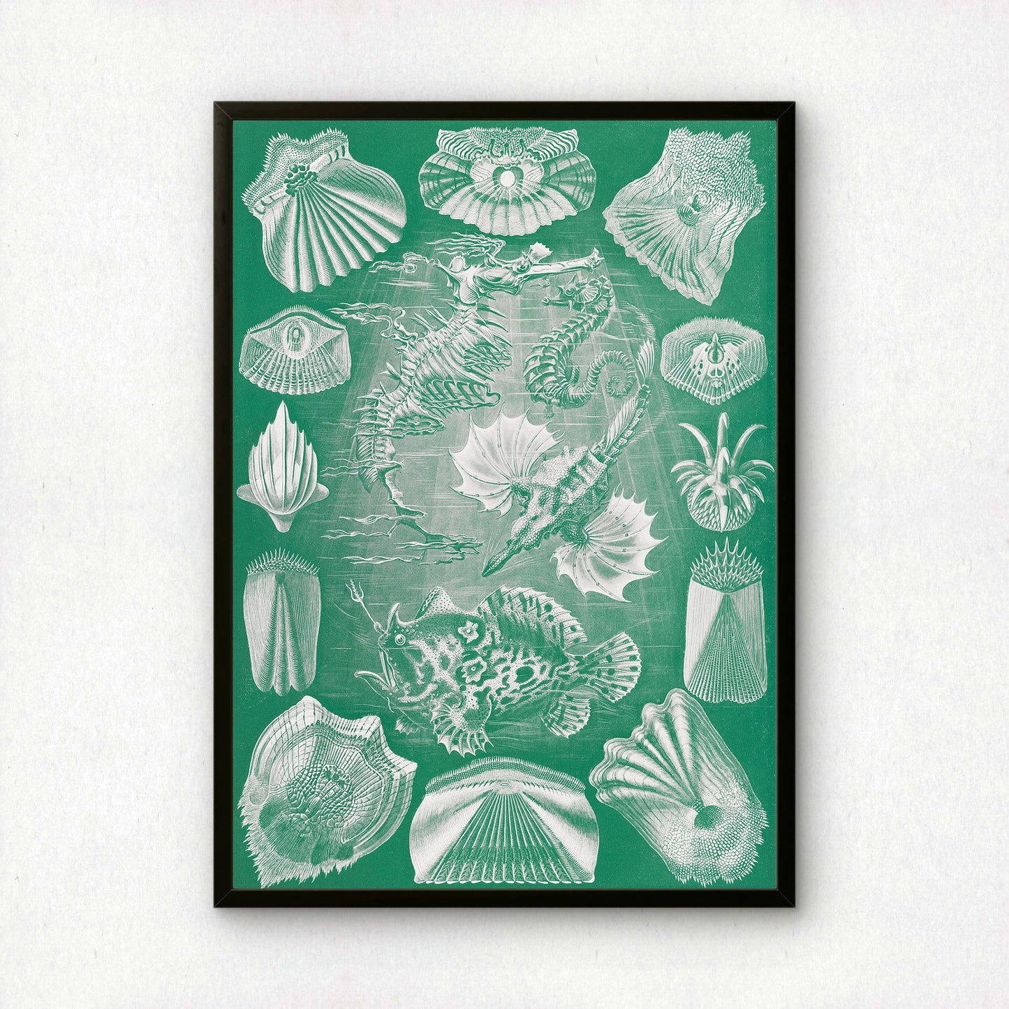 Ernst Haeckel Art Print | Plate 87: Pegasus | Quality Vintage Wall Art Poster