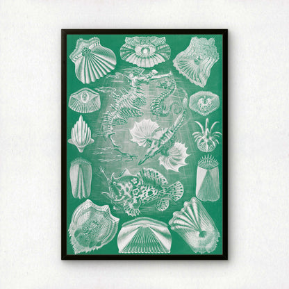 Ernst Haeckel Art Print | Plate 87: Pegasus | Quality Vintage Wall Art Poster