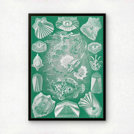 Ernst Haeckel Art Print | Plate 87: Pegasus | Quality Vintage Wall Art Poster