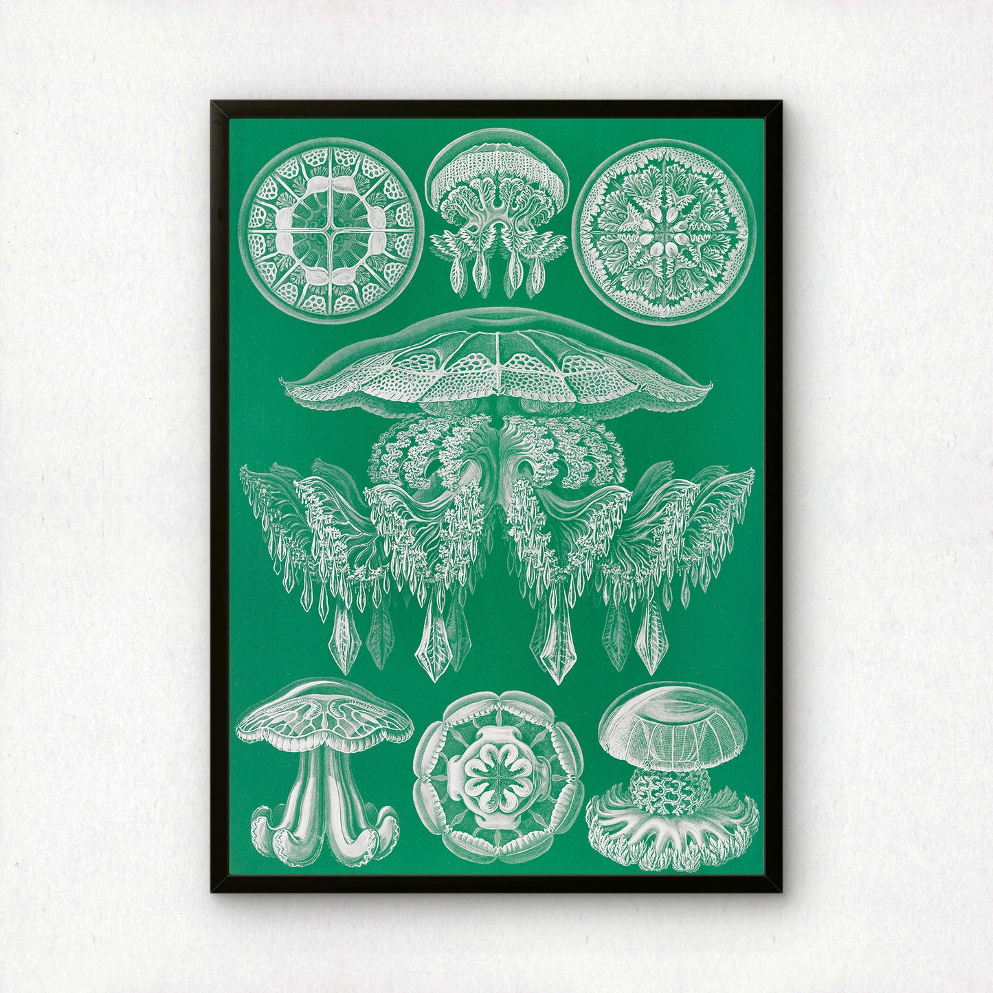 Ernst Haeckel Art Print | Plate 88: Pilema | Quality Vintage Wall Art Poster