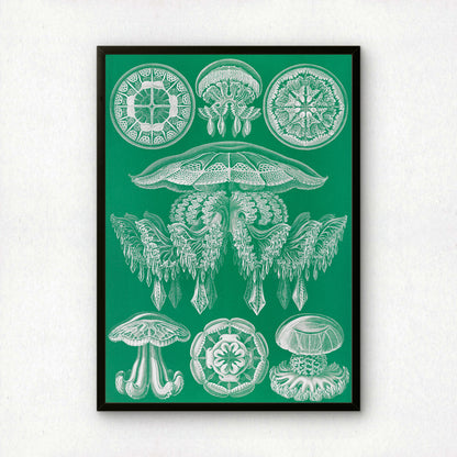 Ernst Haeckel Art Print | Plate 88: Pilema | Quality Vintage Wall Art Poster