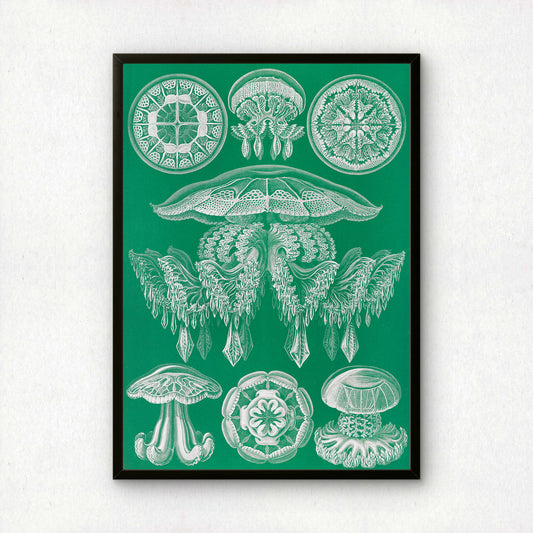 Ernst Haeckel Art Print | Plate 88: Pilema | Quality Vintage Wall Art Poster