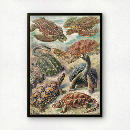 Ernst Haeckel Art Print | Plate 89: Testudo | Quality Vintage Wall Art Poster