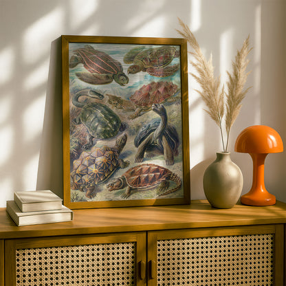 Ernst Haeckel Art Print | Plate 89: Testudo | Quality Vintage Wall Art Poster