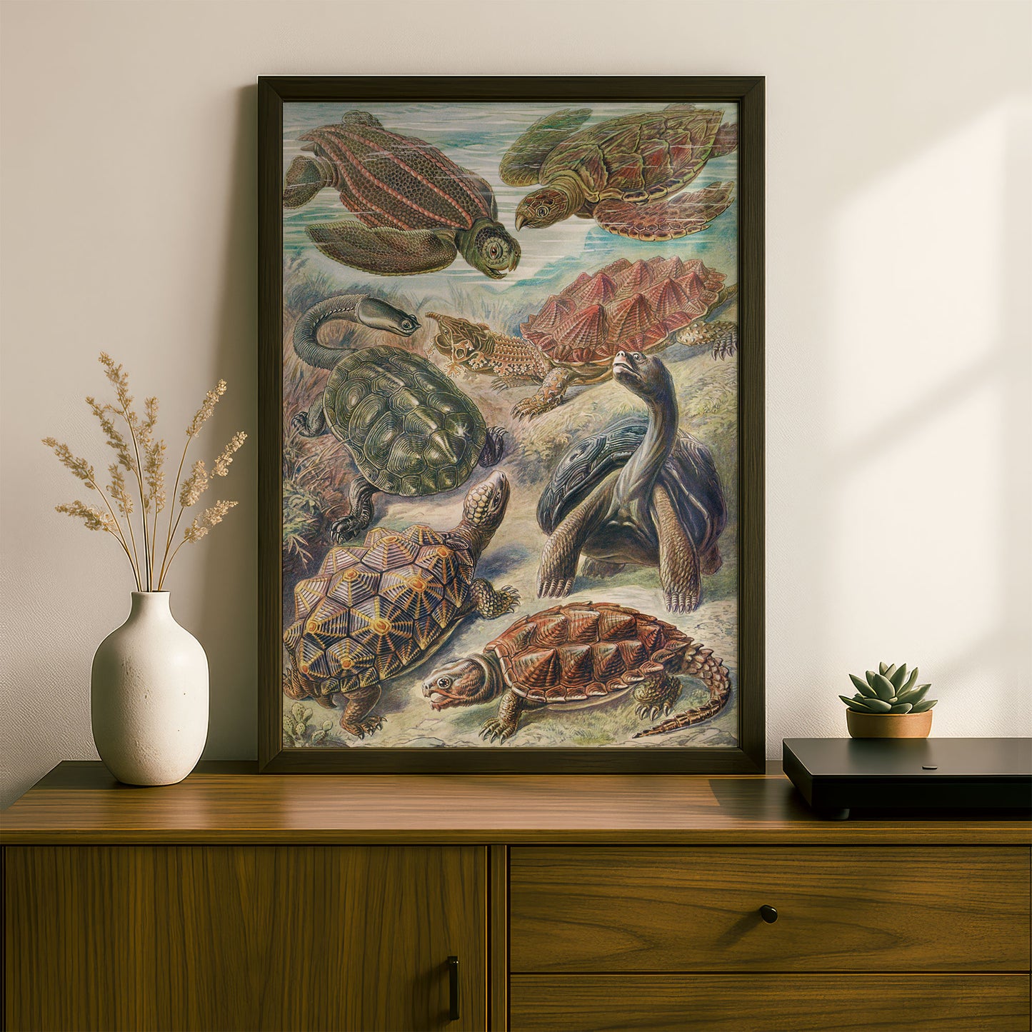 Ernst Haeckel Art Print | Plate 89: Testudo | Quality Vintage Wall Art Poster