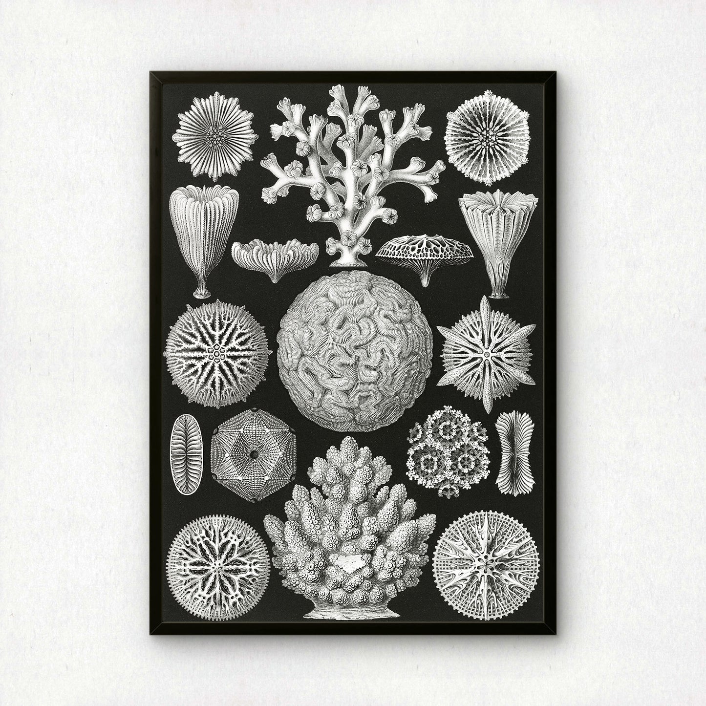 Ernst Haeckel Art Print | Plate 9: Maeandrina | Vintage Wall Art Poster