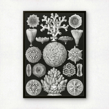 Ernst Haeckel Art Print | Plate 9: Maeandrina | Vintage Wall Art Poster