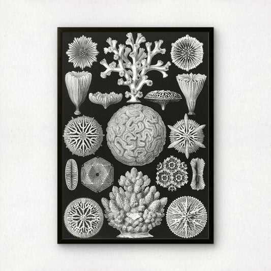 Ernst Haeckel Art Print | Plate 9: Maeandrina | Vintage Wall Art Poster