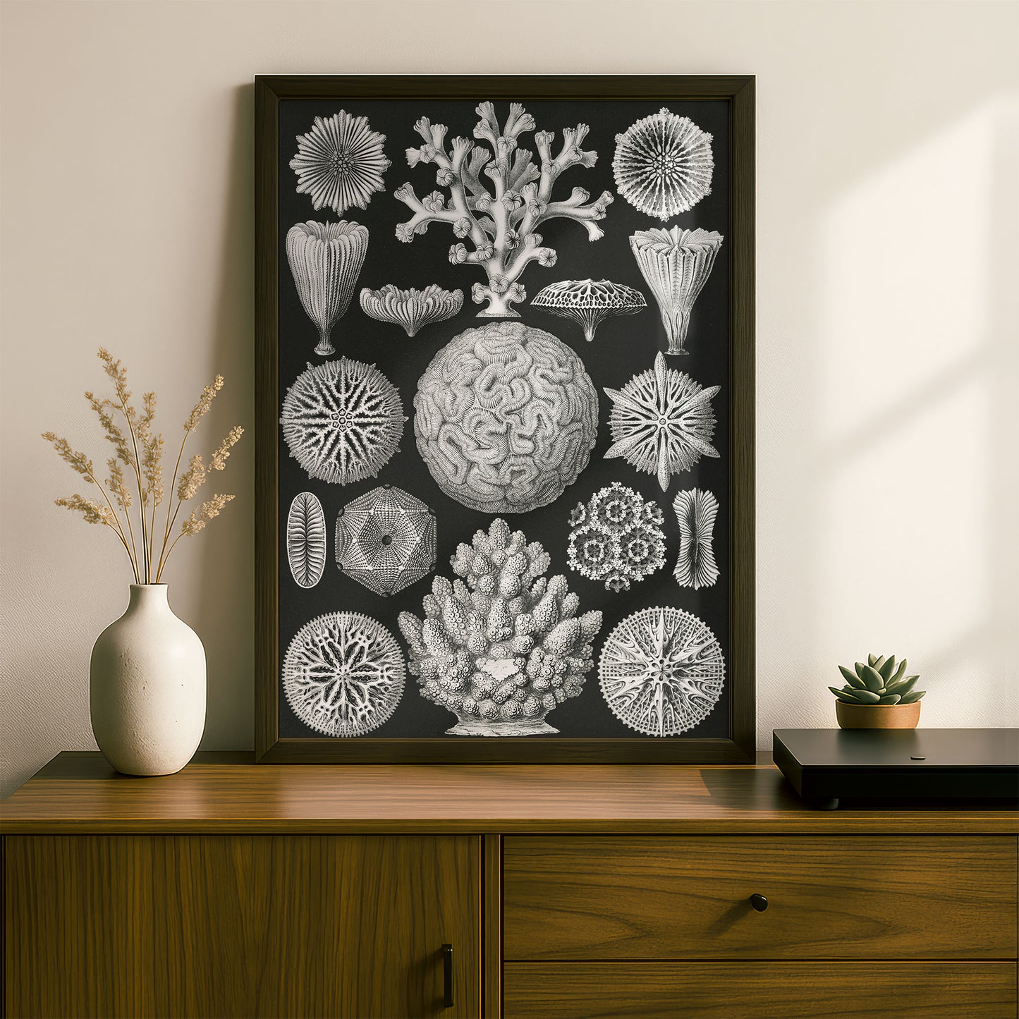Ernst Haeckel Art Print | Plate 9: Maeandrina | Vintage Wall Art Poster