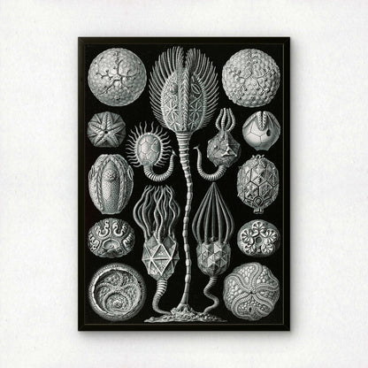 Ernst Haeckel Art Print | Plate 90: Callocystis | Vintage Wall Art Poster