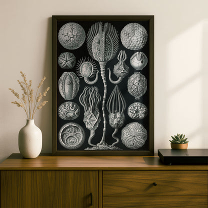 Ernst Haeckel Art Print | Plate 90: Callocystis | Vintage Wall Art Poster