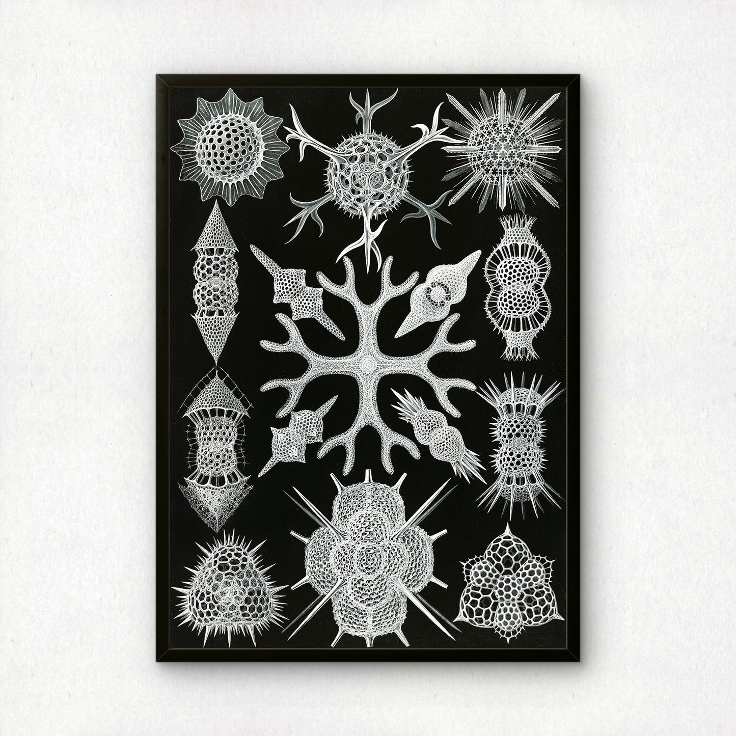 Ernst Haeckel Art Print | Plate 91: Astrosphaera | Vintage Wall Art Poster