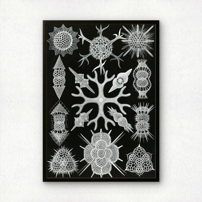 Ernst Haeckel Art Print | Plate 91: Astrosphaera | Vintage Wall Art Poster