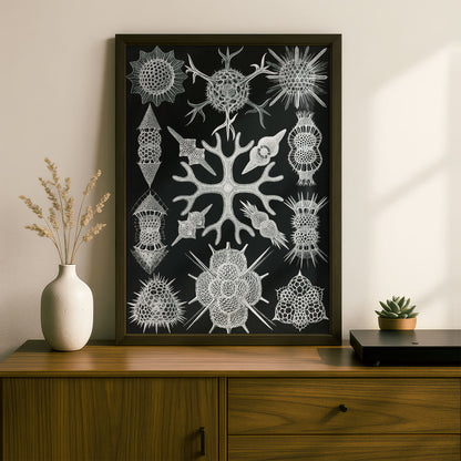 Ernst Haeckel Art Print | Plate 91: Astrosphaera | Vintage Wall Art Poster