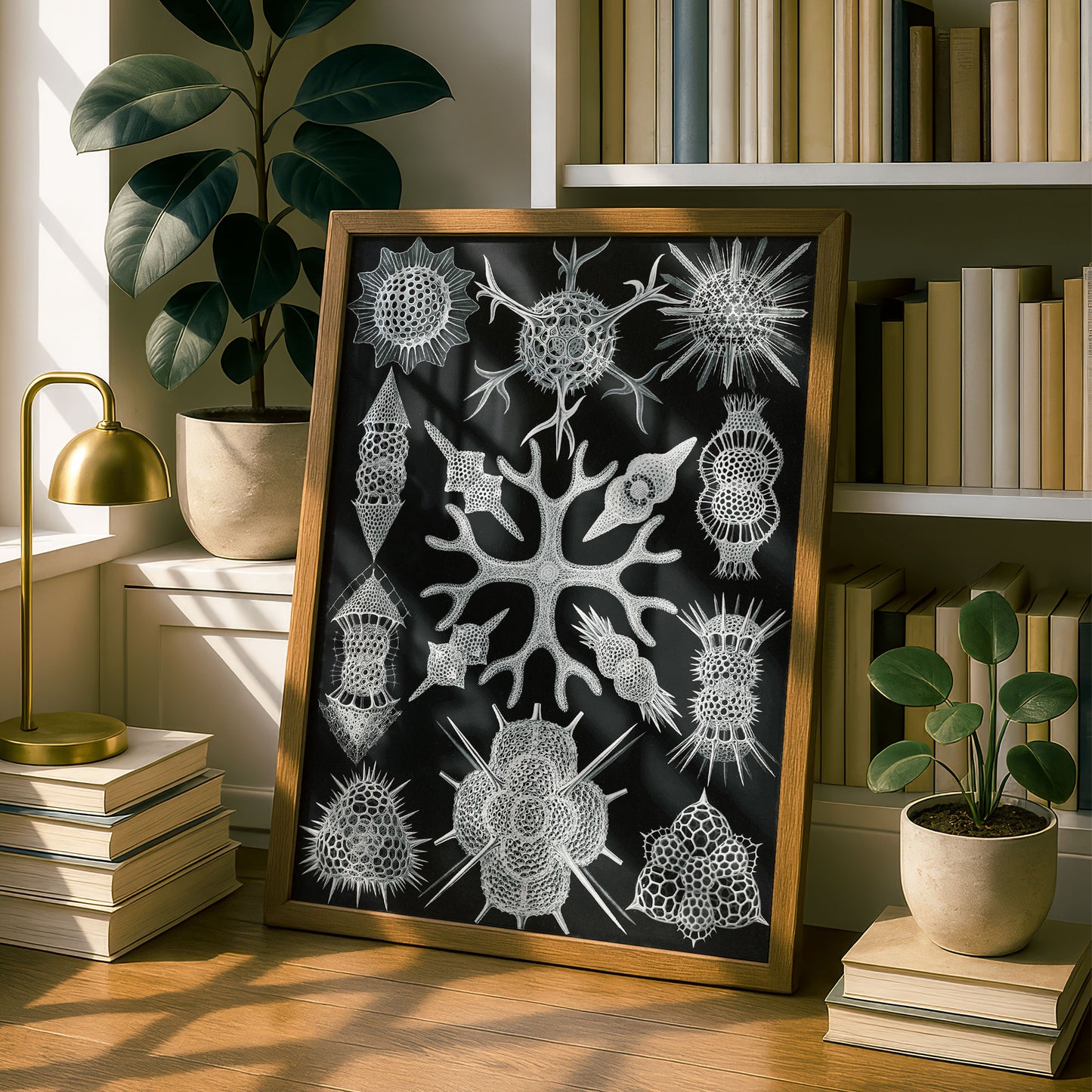 Ernst Haeckel Art Print | Plate 91: Astrosphaera | Vintage Wall Art Poster
