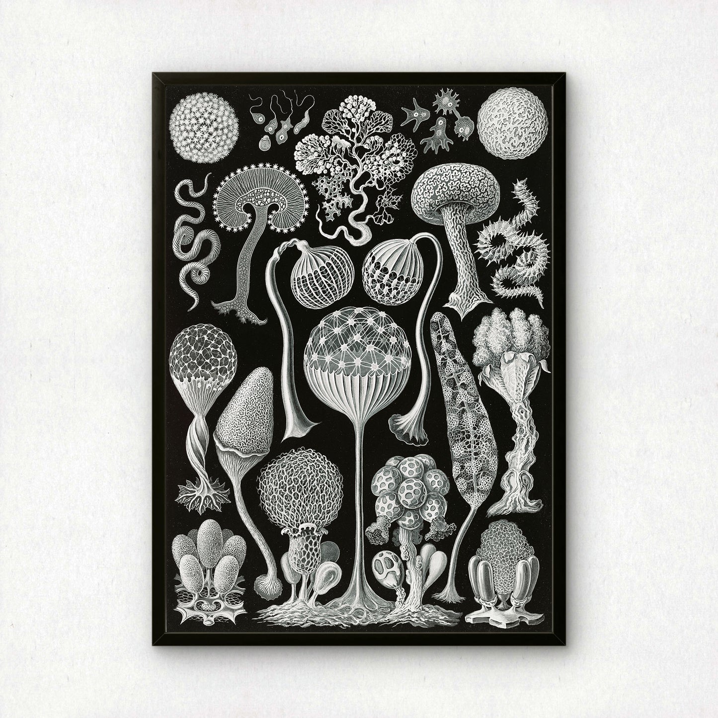 Ernst Haeckel Art Print | Plate 93: Arcyria | Quality Vintage Wall Art Poster